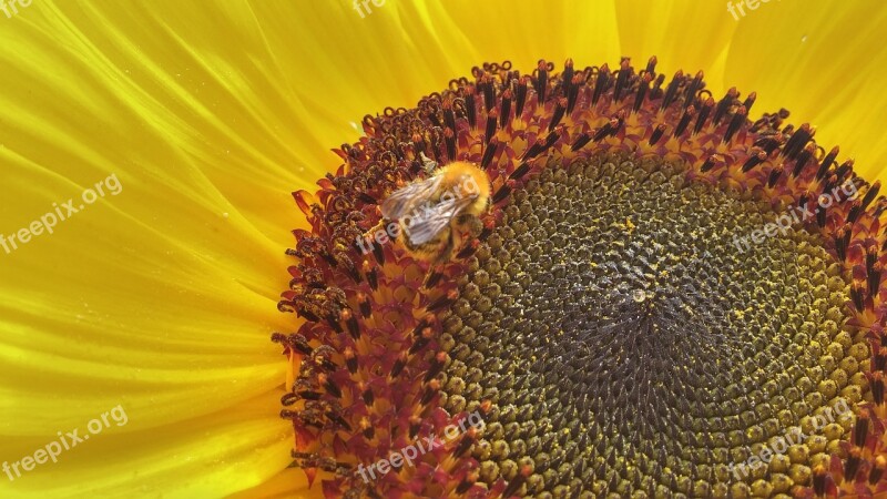 Sunflower Bee Flower Pollination Free Photos