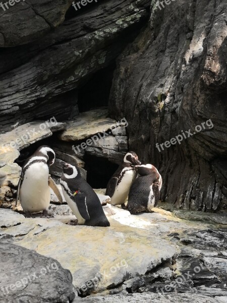 Penguins Birds Couples Courtship Free Photos