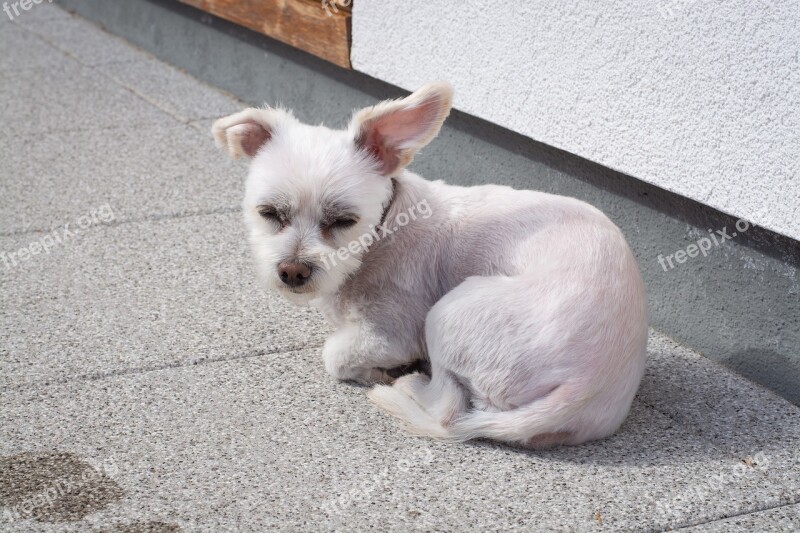 Dog Small White Pet Animal