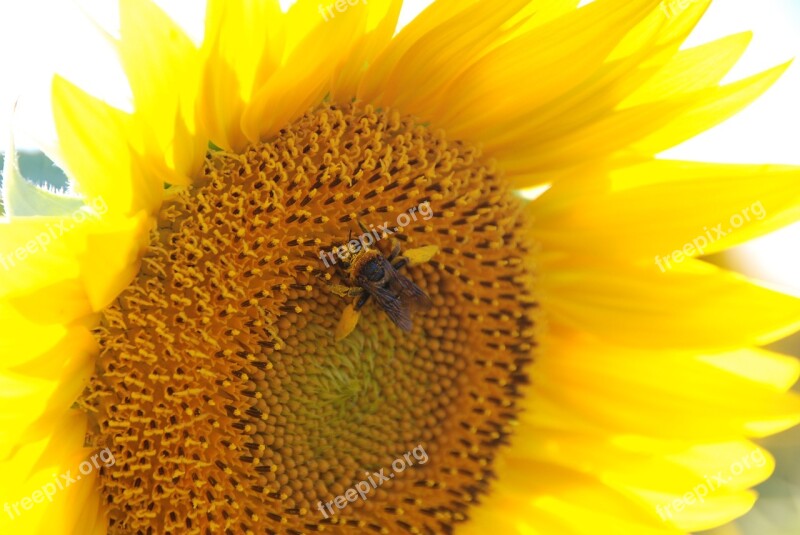 Sunflower Sunflower Patch Flower Free Photos