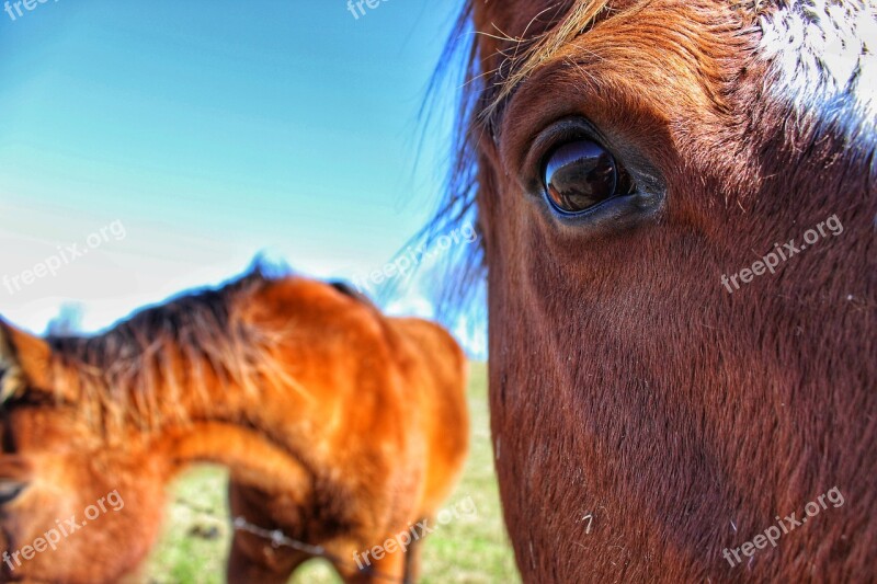 Horse Eye Up Close Brown Grazing