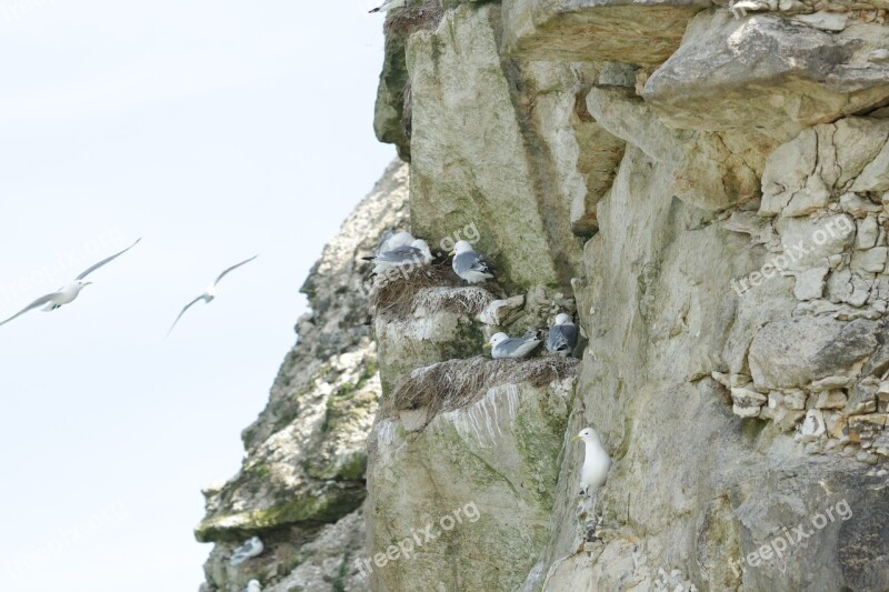 Birds Ride Seabird Seagull Coastal