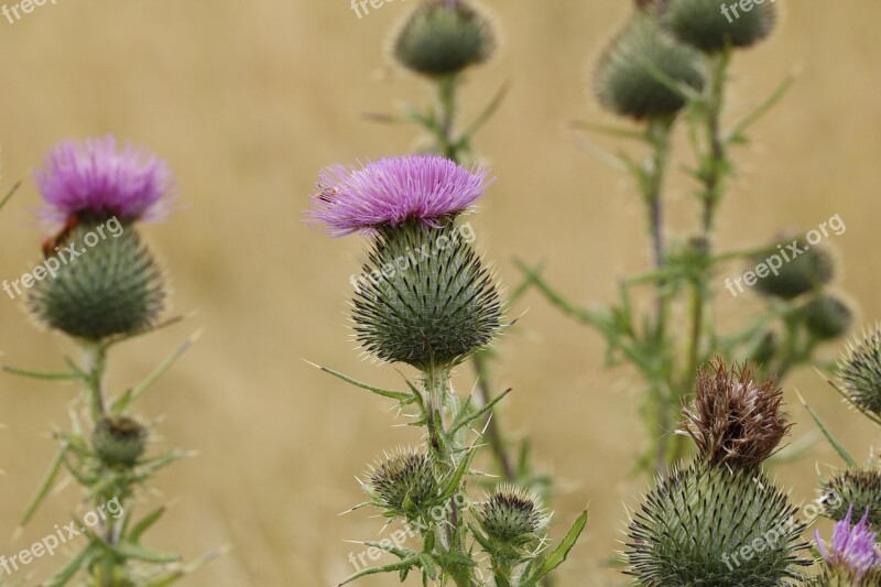 Thistle Horsetidsel Cirsium Vulgare Flower Thorns