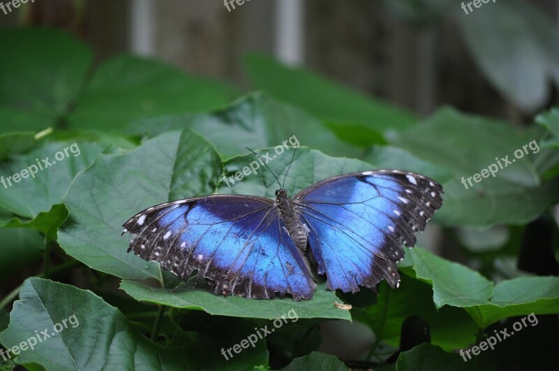 Butterfly Animals Wing Nature Blue