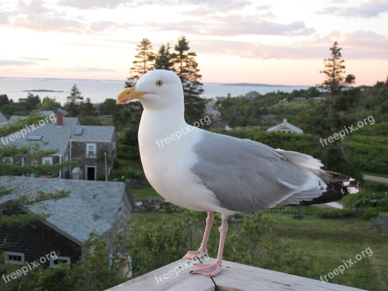 Seagull Island Cottage Summer Sky