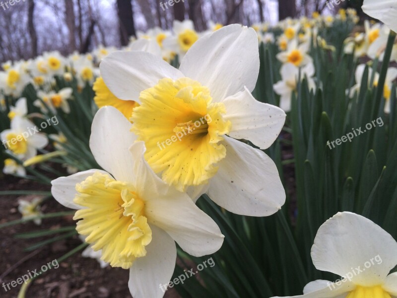 Flowers Spring Blossom Nature Bloom