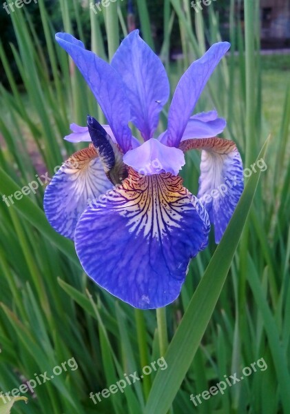 Iris Flower Grass Nature Purple