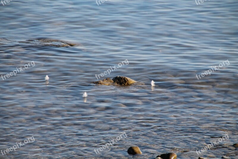 Water Feather Lake Nature Swim