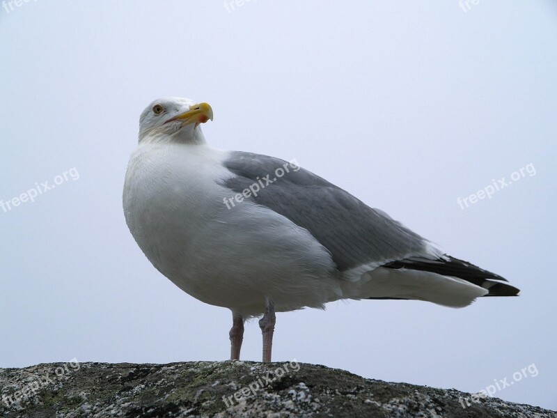 Seagull Peggy's Cove Ns Canada Seabird