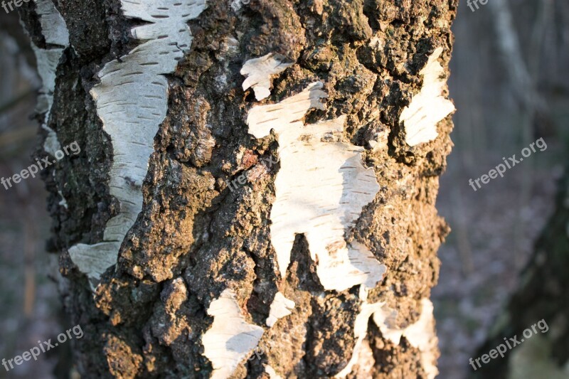 Tree Bark Birch Free Photos