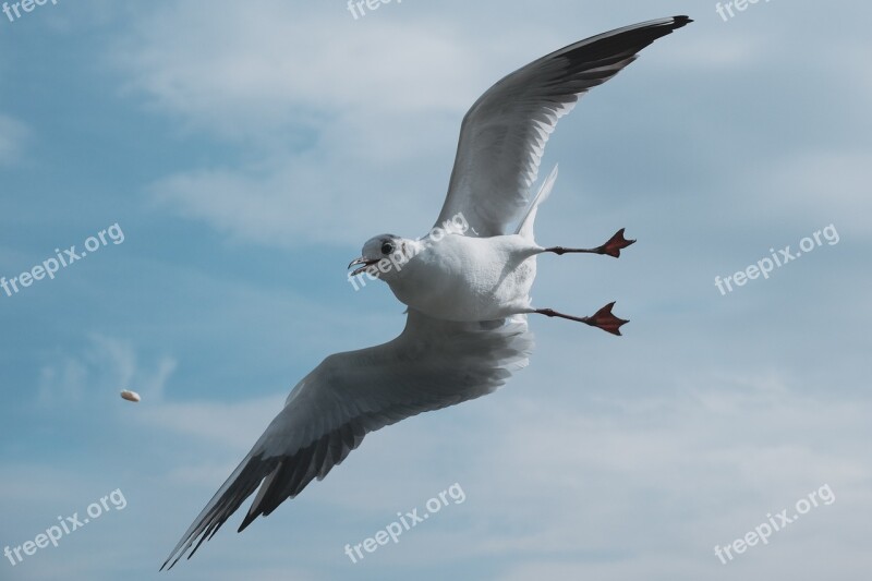 The Seagull Bird Animal Flight Wing