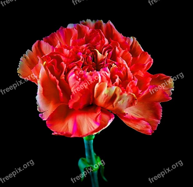 Carnation Flower Nature Plant Bright