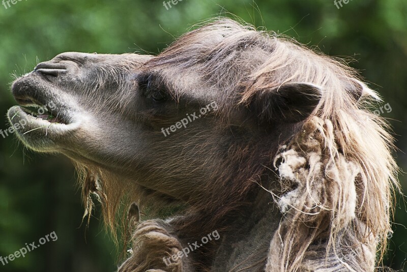 Camel Animal Portrait Funny Head View