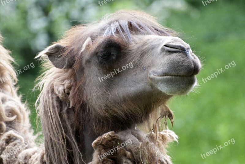 Camel Animals Funny Animal Portrait Free Photos