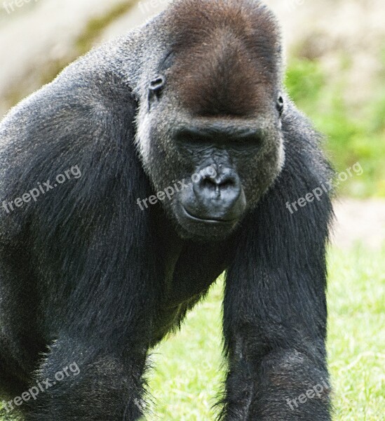 Gorilla Monkey Monkey Man Animals Free Photos