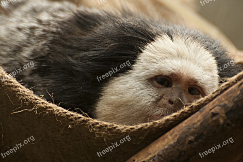 Monkey Lazing Around Animals Animal Portrait Free Photos