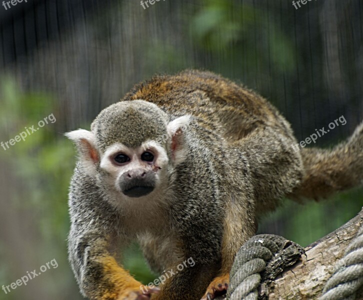 Monkey äffchen Zoo Animals Animal World