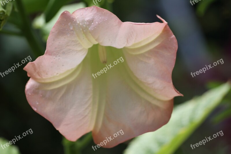 Flower Petals Pink And White Nature Plants