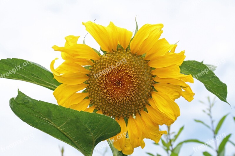 Sunflower Yellow Flower Summer Nature Yellow