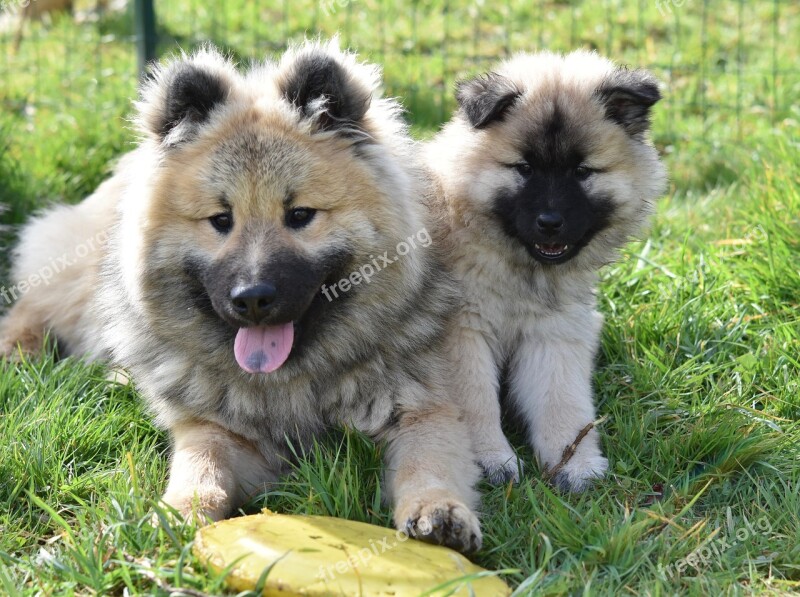 Dogs Young Dogs Dogs Eurasier Eurasier Adorable Cute