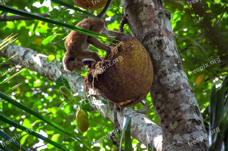 Jackfruit Fruit Tropical Tree Food