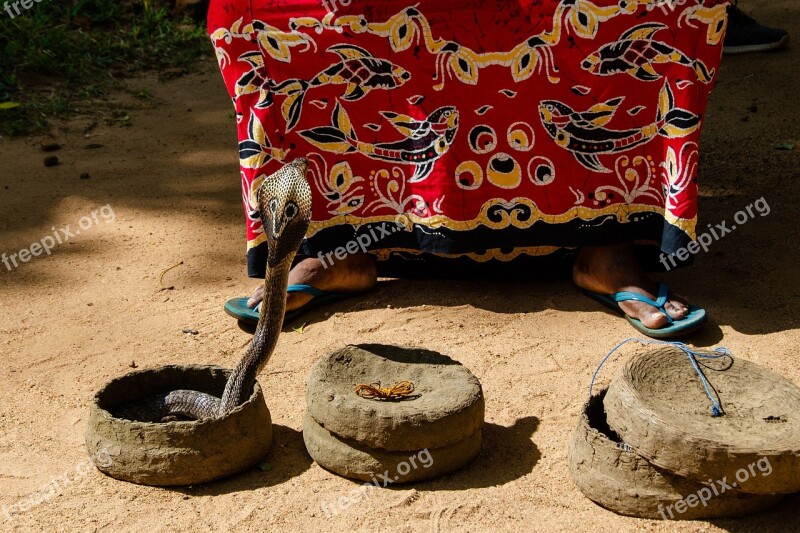 Cobra Snake Reptile Wildlife Dangerous