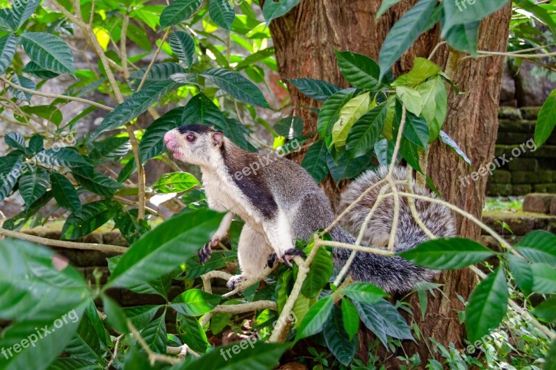 Grizzled Giant Squirrel Sri Lankan Sri Lanka Tree Squirrel Ratufa