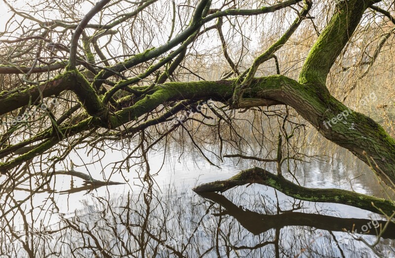 Sunrise Lake Water Mood Tree