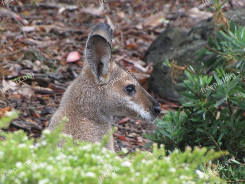 Australia Marsupial Wallaby Furry Free Photos