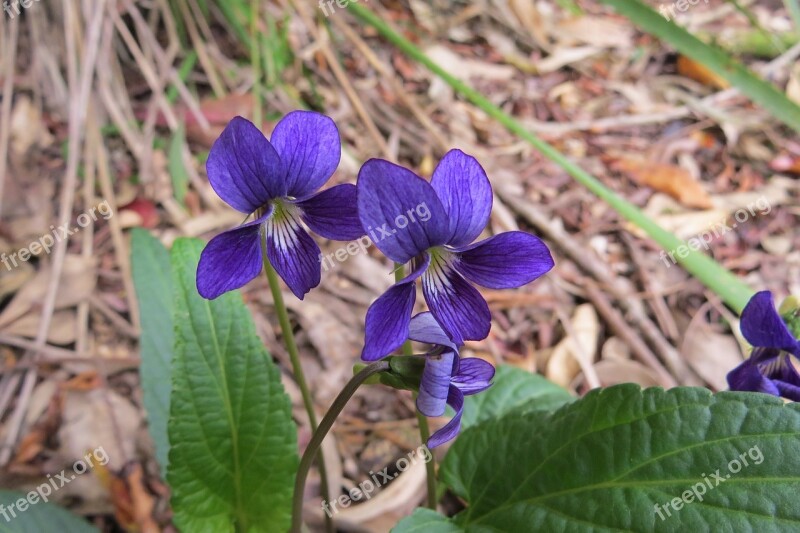 Australia Native Violet Flower Free Photos