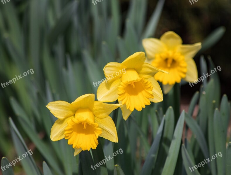 Osterglocken Narcissus Flower Spring Yellow