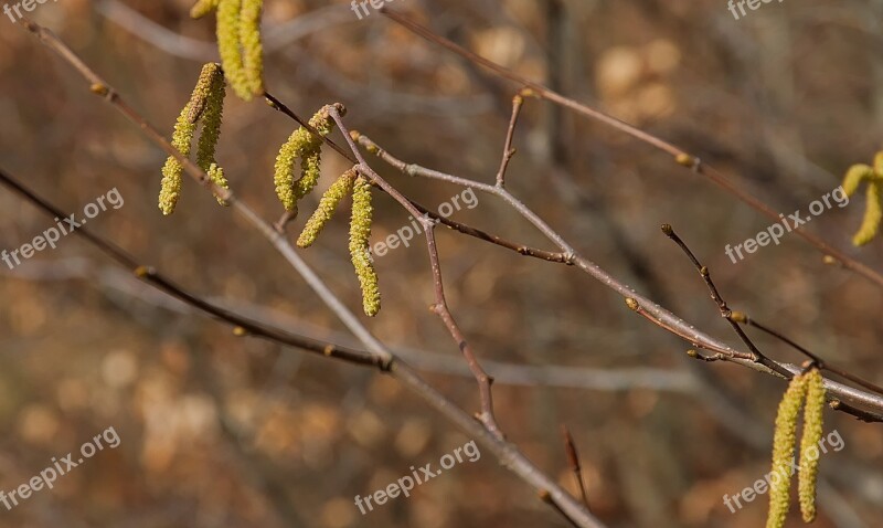 Spring Yellow Hazelnut Forest Seeds