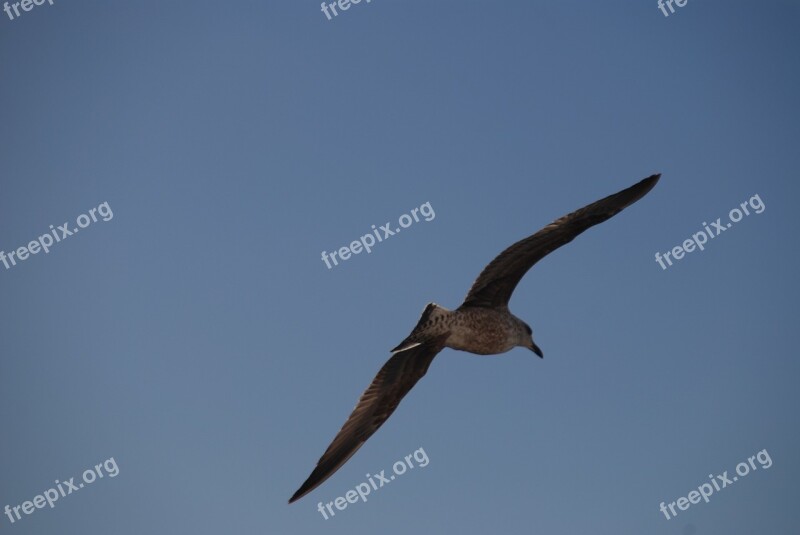 Seagull Loneliness Lonely Fly Think