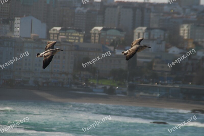 Seagulls Riazor Beach La Coruña Galicia Spain