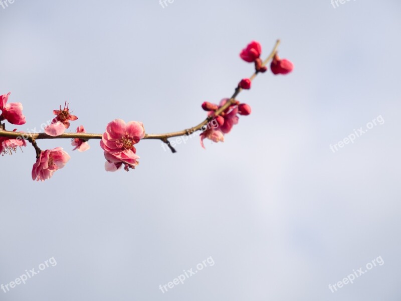 Plum Spring Flowers Plum Blossoms Flowering