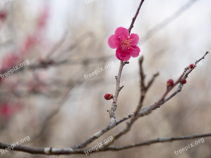 Spring Plum Plum Blossoms Flowers Flowering