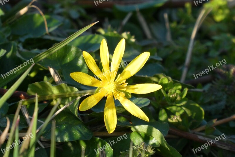 Flower Weeds Spring Berm Vegetable