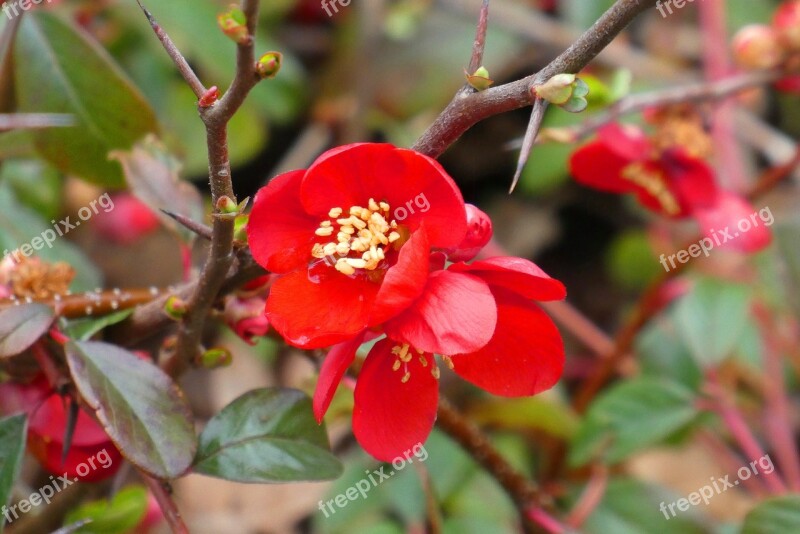 Blossom Spring Bloom Flower Vegetable