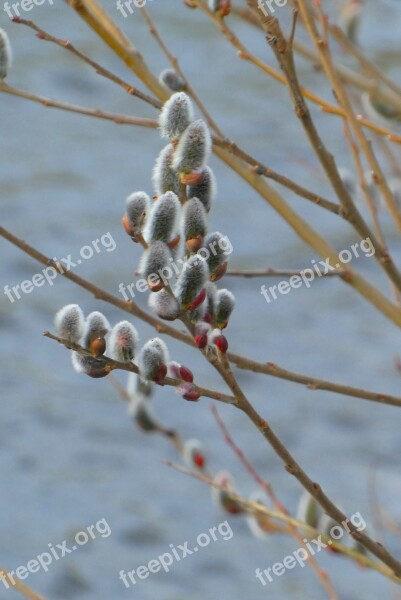 Willow Kittens Willow Spring Bloom Hairy