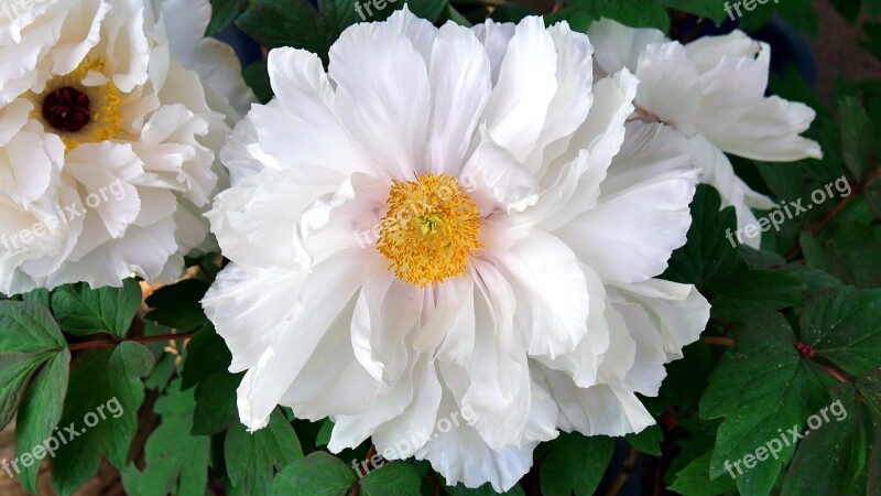 Flower Peony Garden Nature Flowers