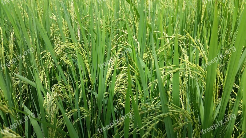 Paddy Field Green Rice Landscape