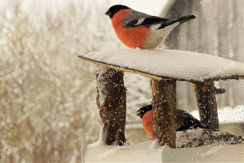 Bullfinch Birds Winter Males Sitting