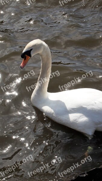 Swan Bird Animal Water Bird Water