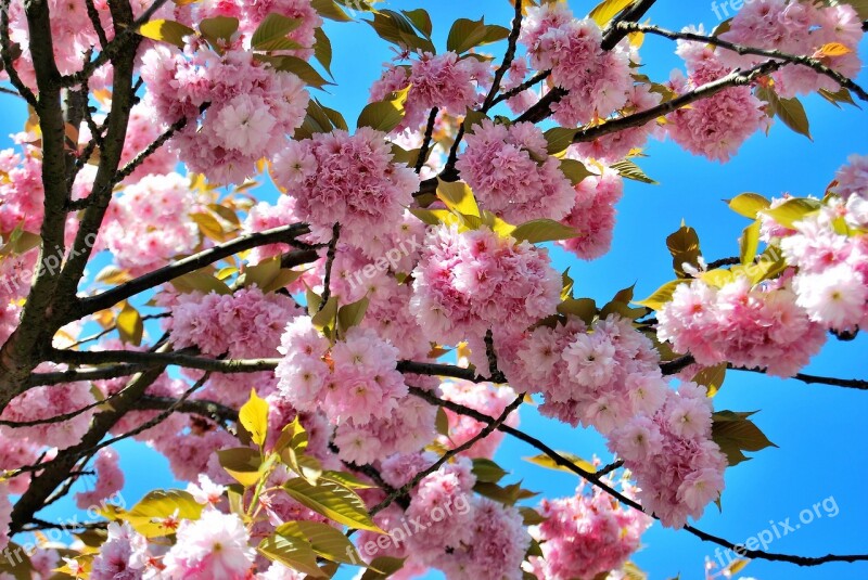 Cherry Blossoms Spring Pink Cherry Tree Flowers