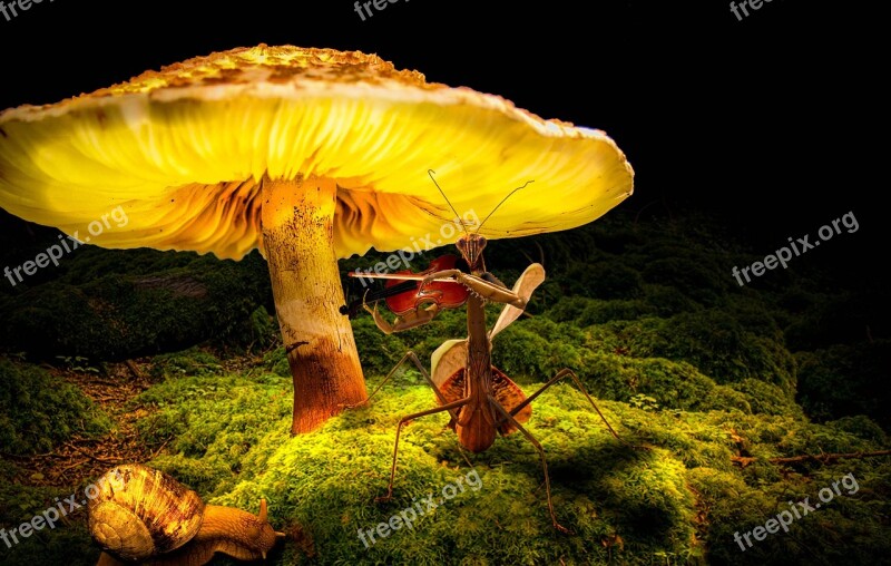 Mushroom Snail Forest Nature Moss