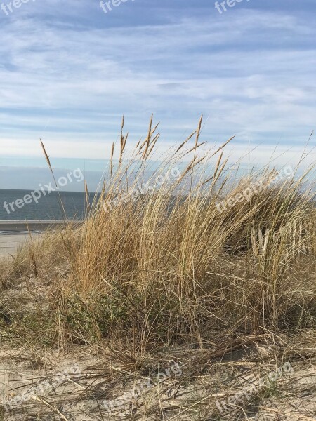 Beach Dune Sea North Sea Holland