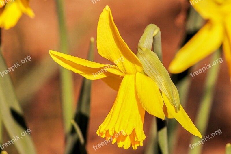 Narcissus Daffodil Spring Flower Yellow Blossom