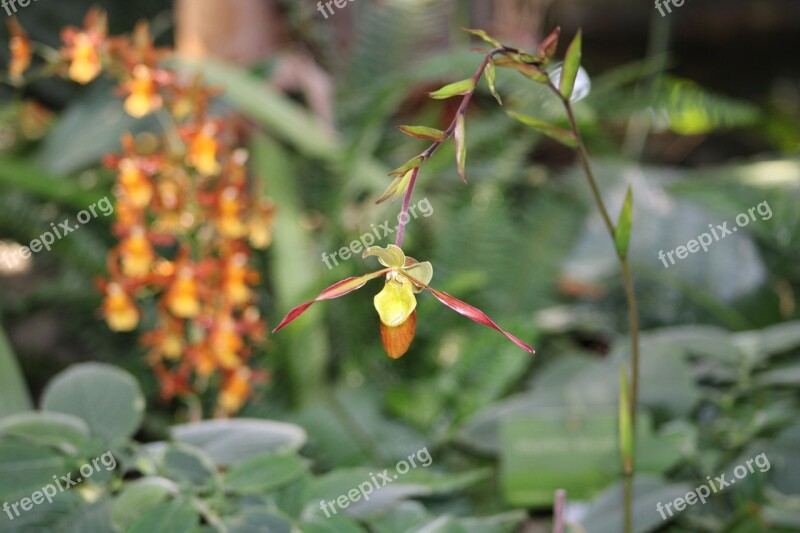 Orchid Demoiselle Flower Free Photos