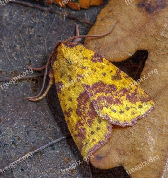 Moth Pink-barred-sallow Insect Pattern Colorful