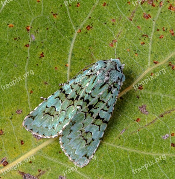 Moth Merveille-du-jour Wings Pattern Nature